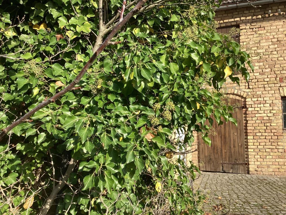 Apartmán Haus Lies Rehfelde Exteriér fotografie